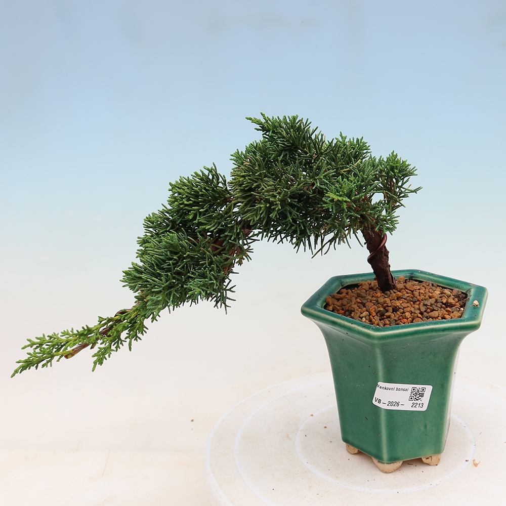 Kültéri bonsai - Juniperus chinensis Kishu