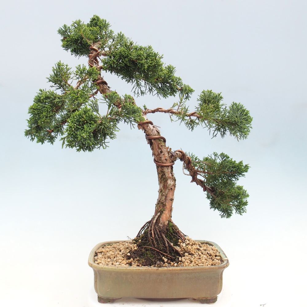 Kültéri bonsai - Juniperus chinensis Kishu