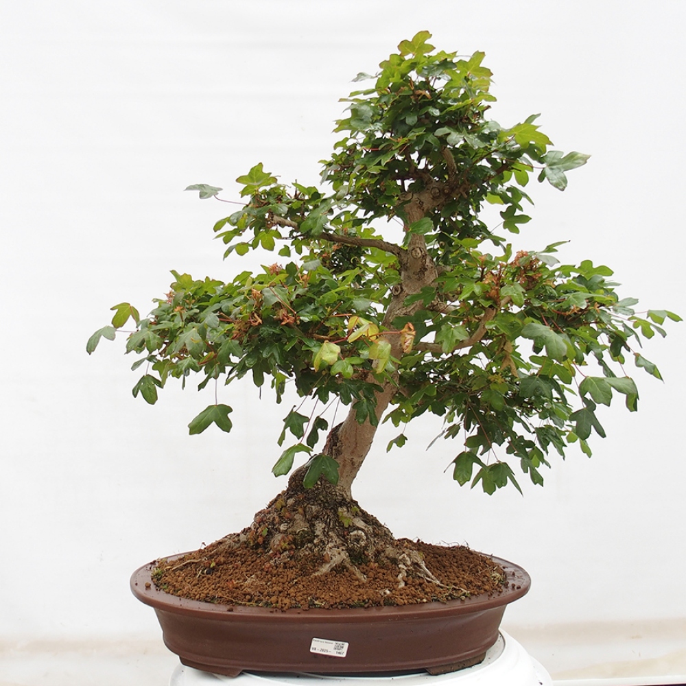 Kültéri bonsai - Francia juhar - Acer Nonspessulanum