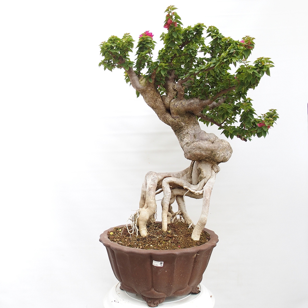 Szoba bonsai - Bouganwilea