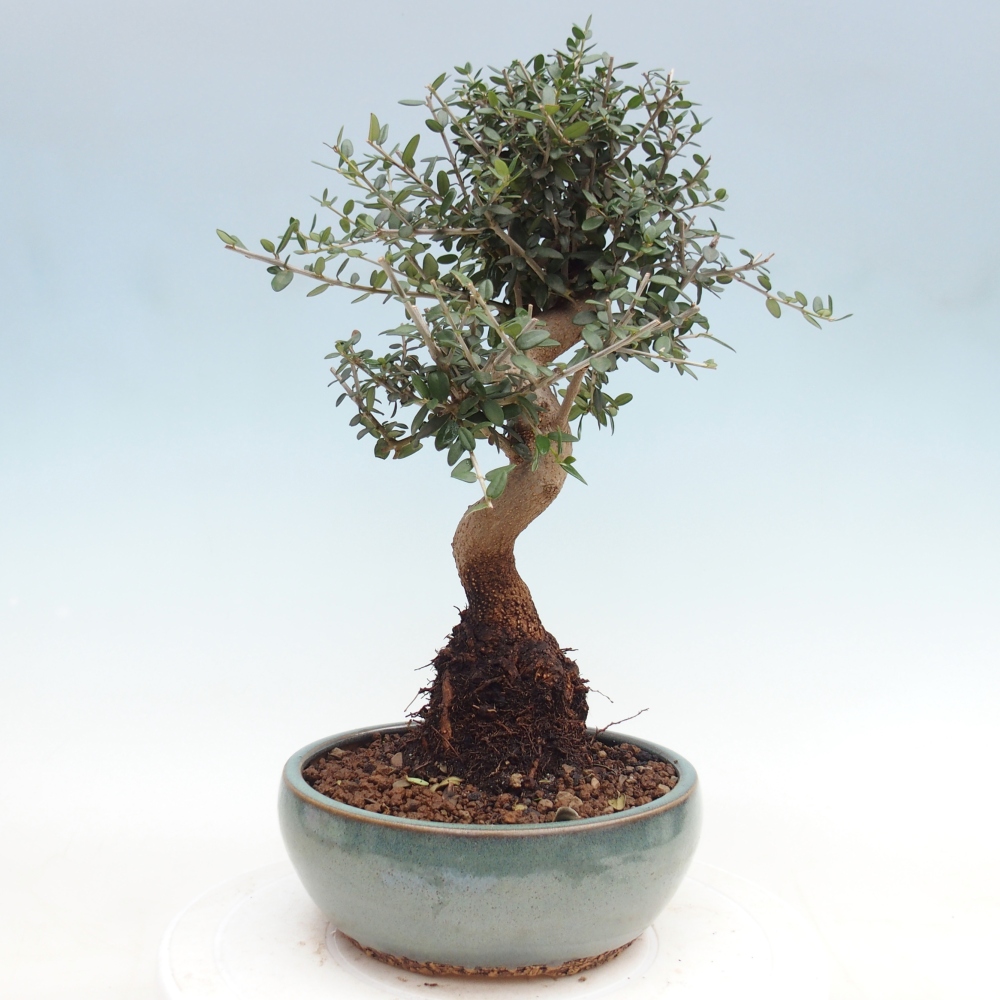 Beltéri bonsai - Olea europaea sylvestris