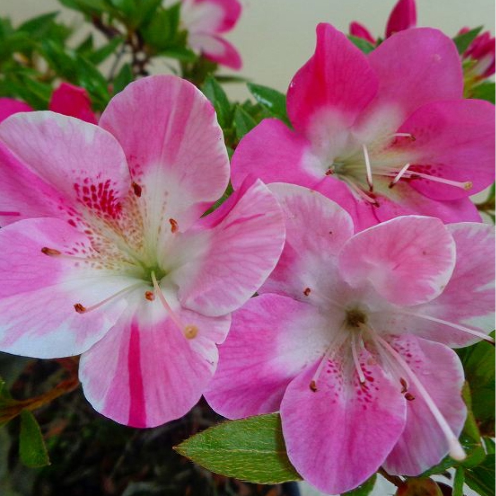 Kültéri bonsai - Japán azálea - Azalea Reiko