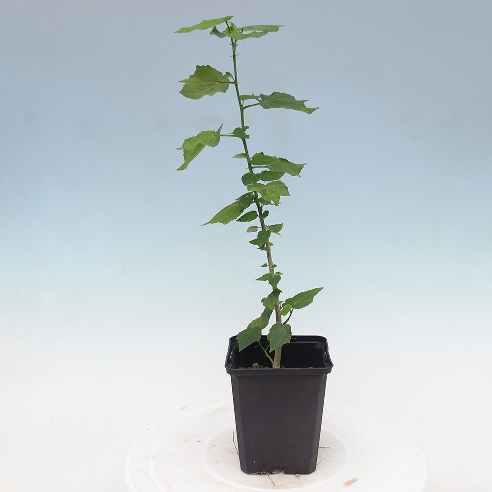 Beltéri bonsai - Malvaviscus arboreus