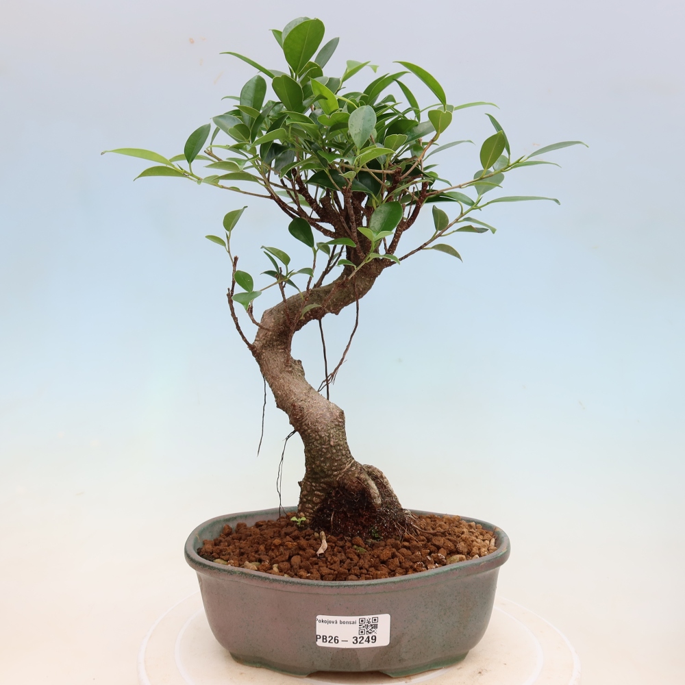 Szobai bonsai - Ficus kimmen - kislevelű fikusz