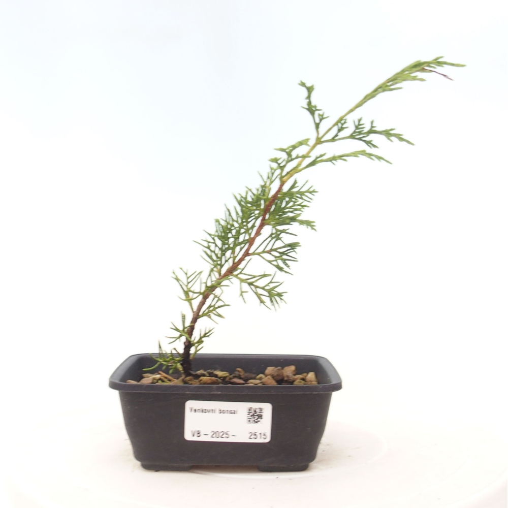 Kültéri bonsai - Juniperus chinensis Itoigawa