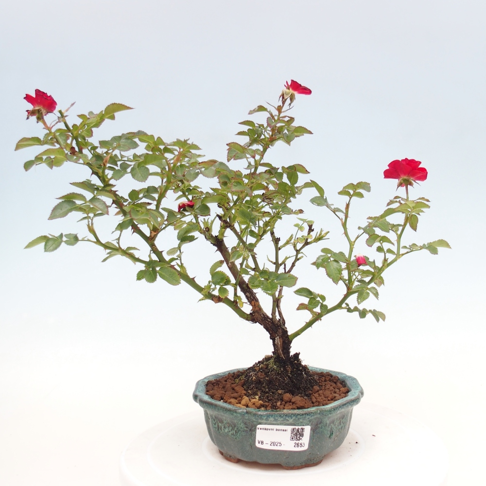 Kültéri bonsai - Rosa Kordes - rózsa