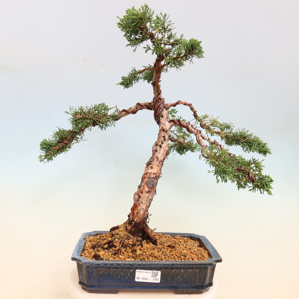 Kültéri bonsai - Juniperus chinensis Kishu