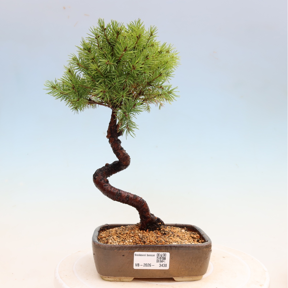 Kültéri bonsai – Szürke lucfenyő – Picea glauca globe