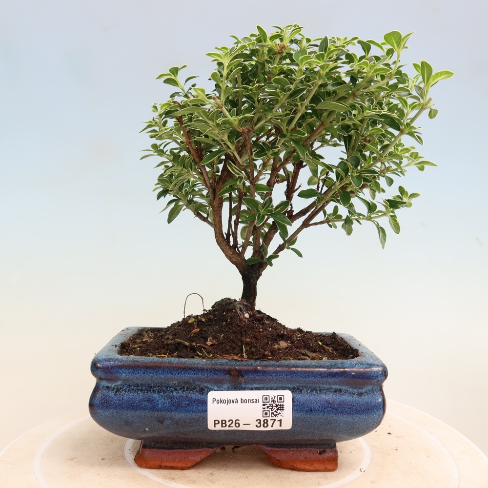 Szobai bonsai - Serissa foetida Variegata - Az ezer csillag fája
