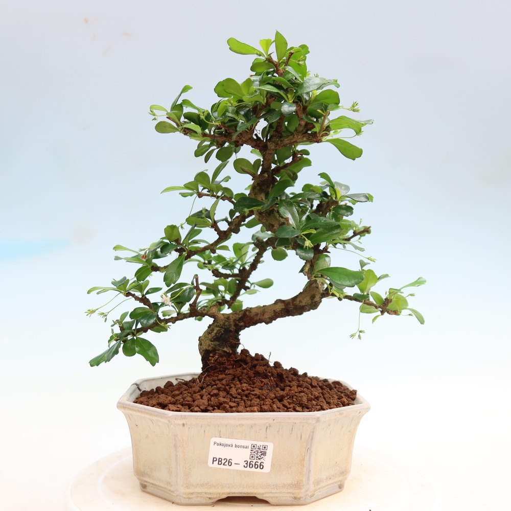 Szobai bonsai - Carmona macrophylla - Tea fuki