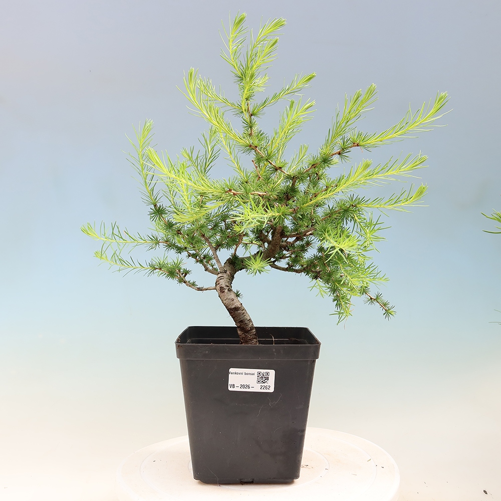 Kültéri bonsai - Larix decidua - vörösfenyő