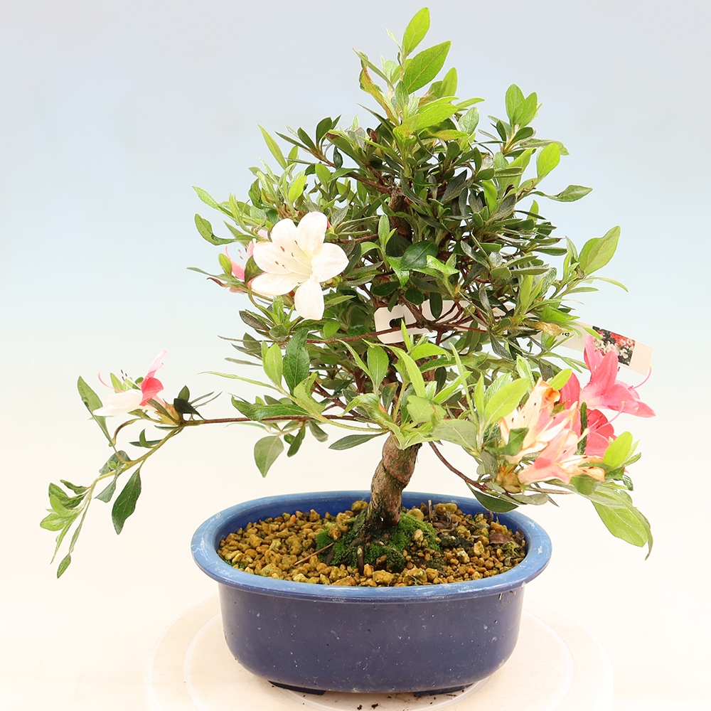 Kültéri bonsai - Japán azálea - Azalea Senhime