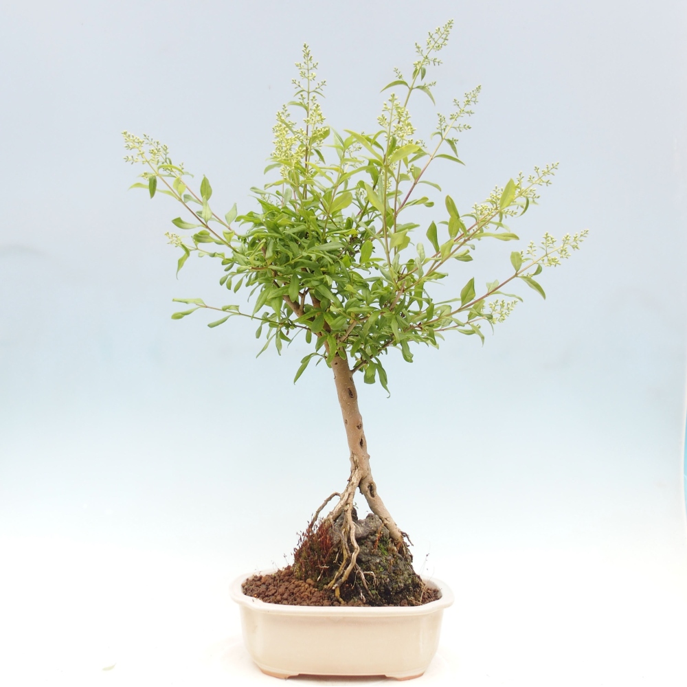 Kültéri bonsai - Ligustrum - Madárcsőr