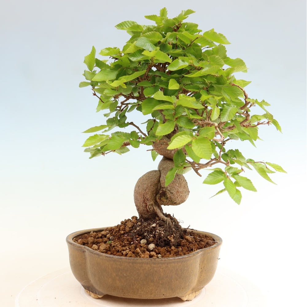 Kültéri bonsai -Carpinus Coreana - Koreai gyertyánfa