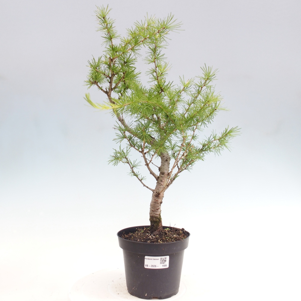 Kültéri bonsai - Larix decidua - vörösfenyő