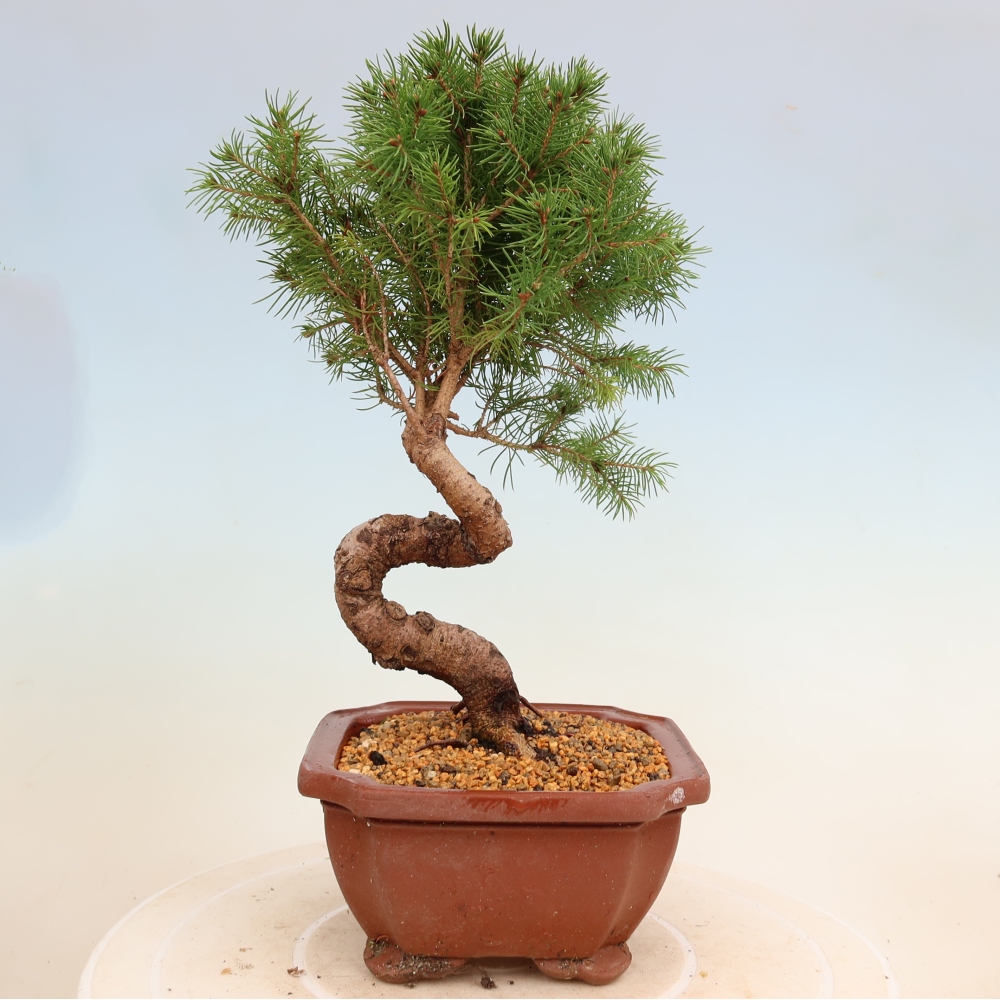 Kültéri bonsai - lucfenyő - Picea glauca globe