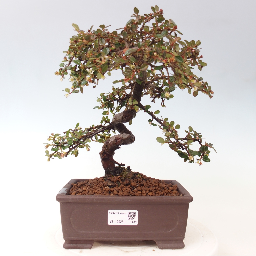 Kültéri bonsai-Cotoneaster dammeri - Damer's Rock