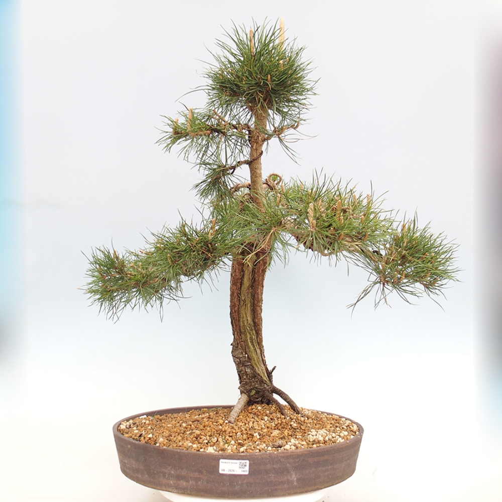 Kültéri bonsai - Pinus thunbergii - Thunberg fenyő