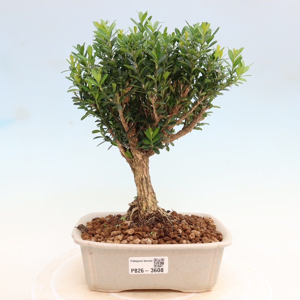 Szobai bonsai - Buxus harlandii - parafa buxus