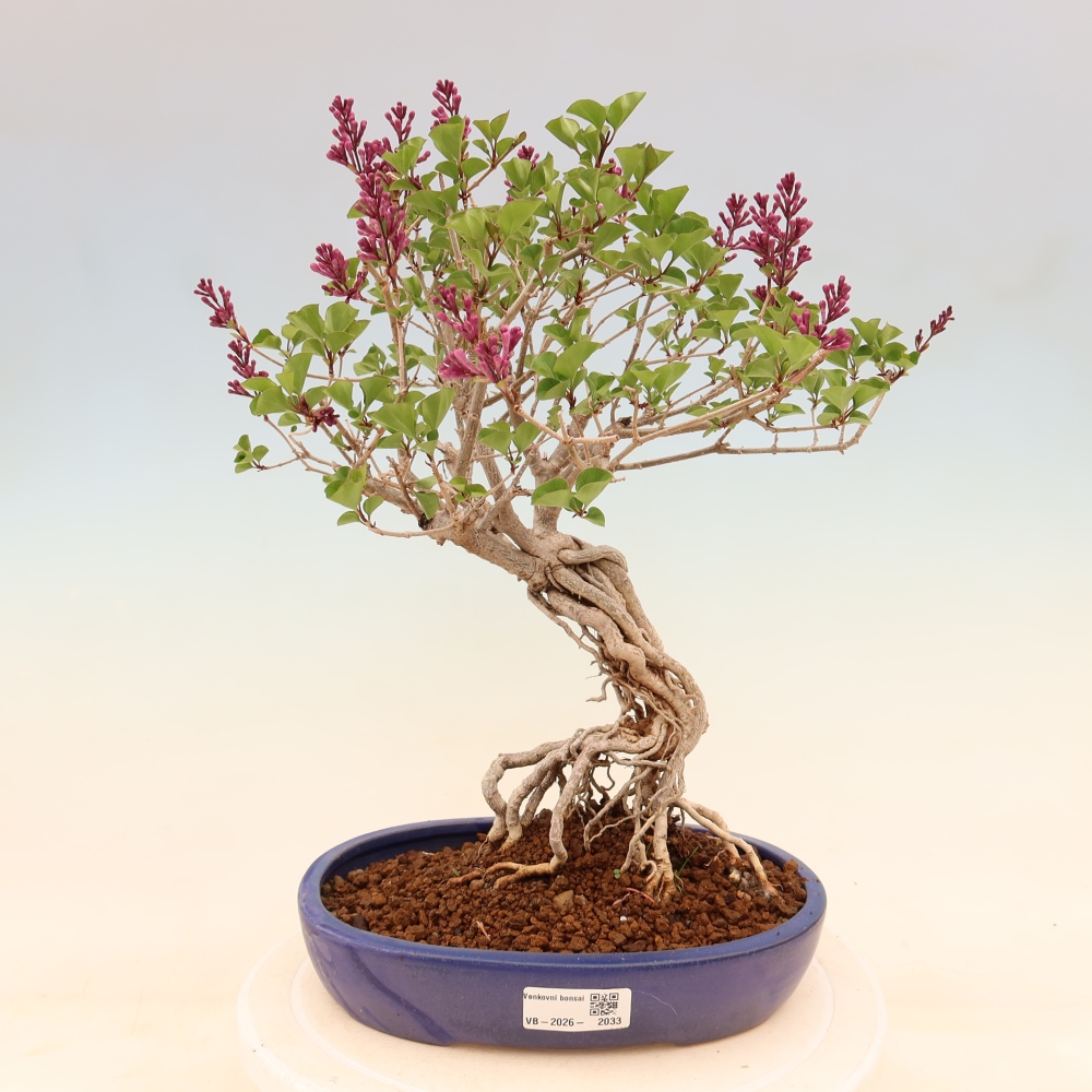 Kültéri bonsai - Syringa microphylla - kisvirágú lila