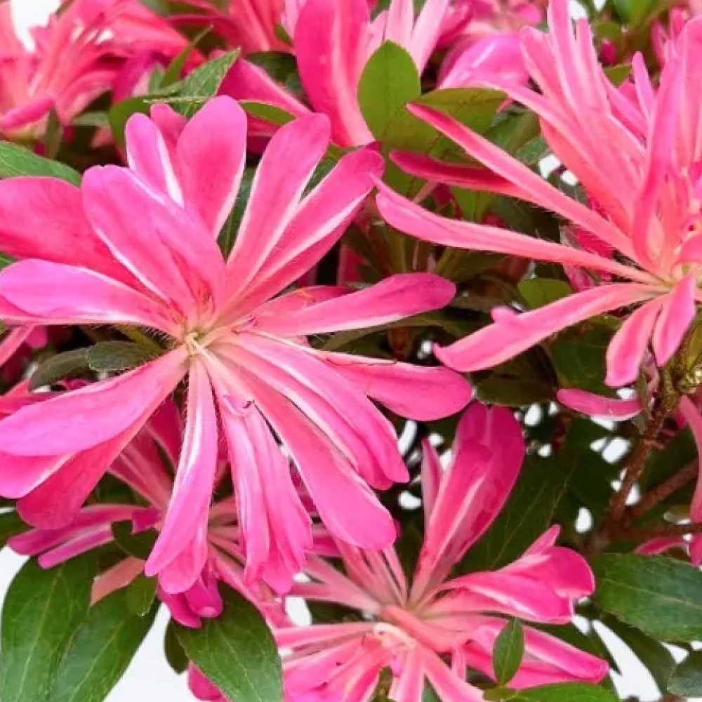 Kültéri bonsai - Japán azálea - Azalea HANABIN