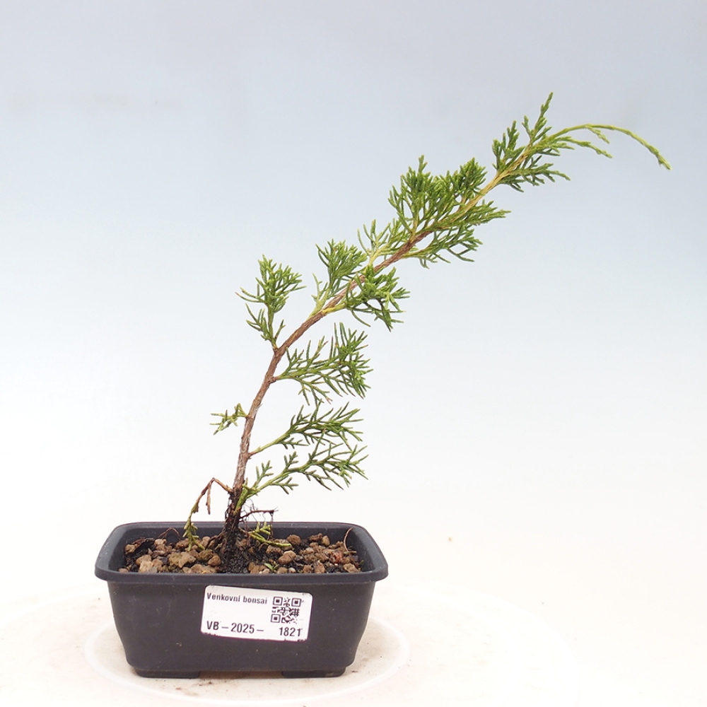 Kültéri bonsai - Juniperus chinensis Itoigawa