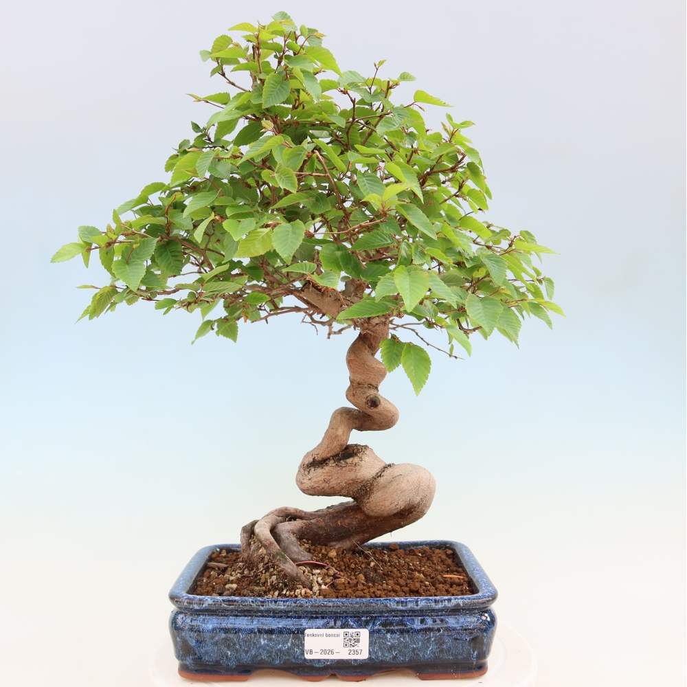 Kültéri bonsai -Carpinus Coreana - Koreai gyertyánfa