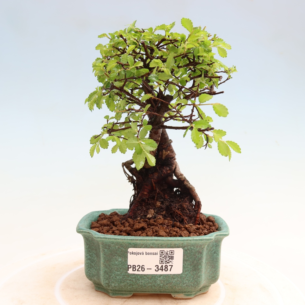 Szobai bonsai - Ulmus parvifolia - Kislevelű szilfa