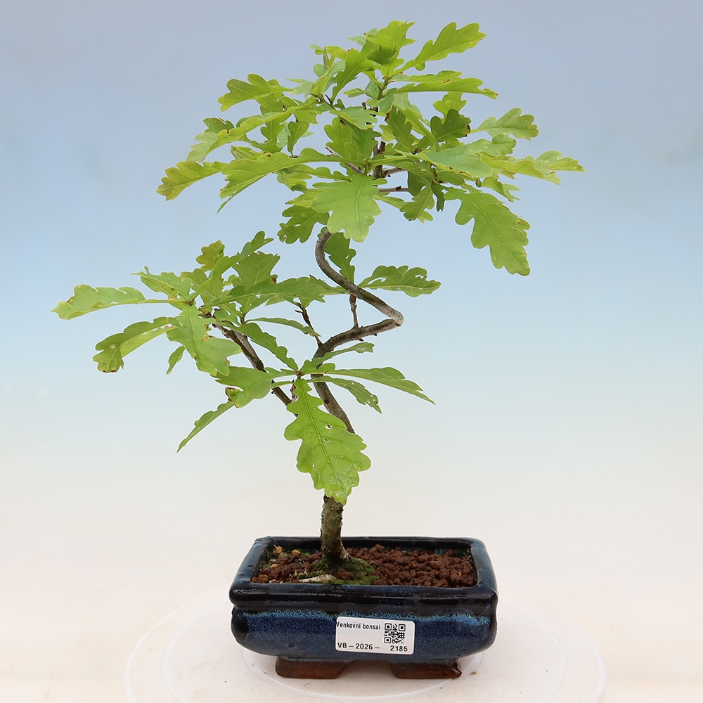 Kültéri bonsai – Quercus robur – Nyári tölgy