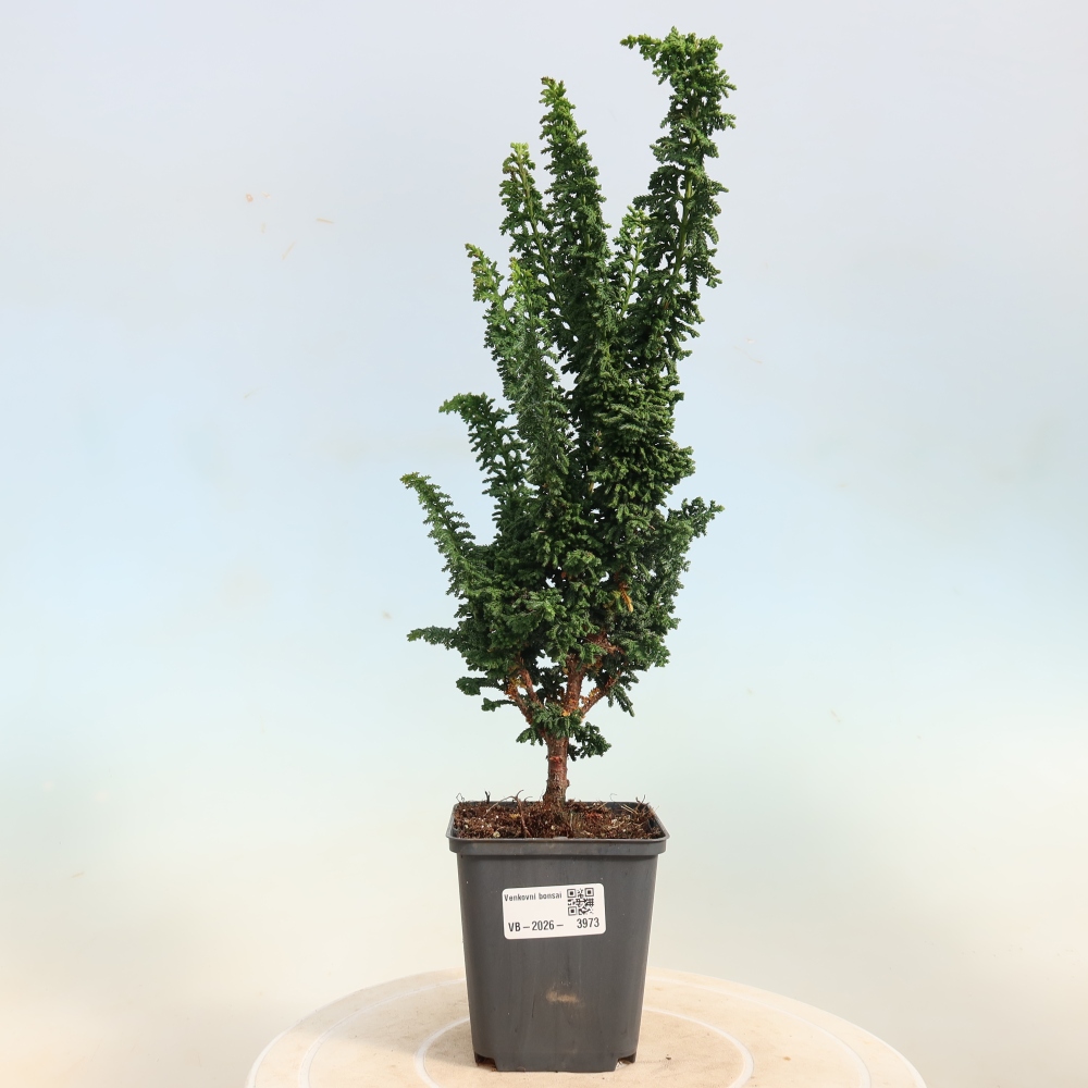 Kültéri bonsai - Cham. obtusa SEKKA HINOKI - Cifra ciprus