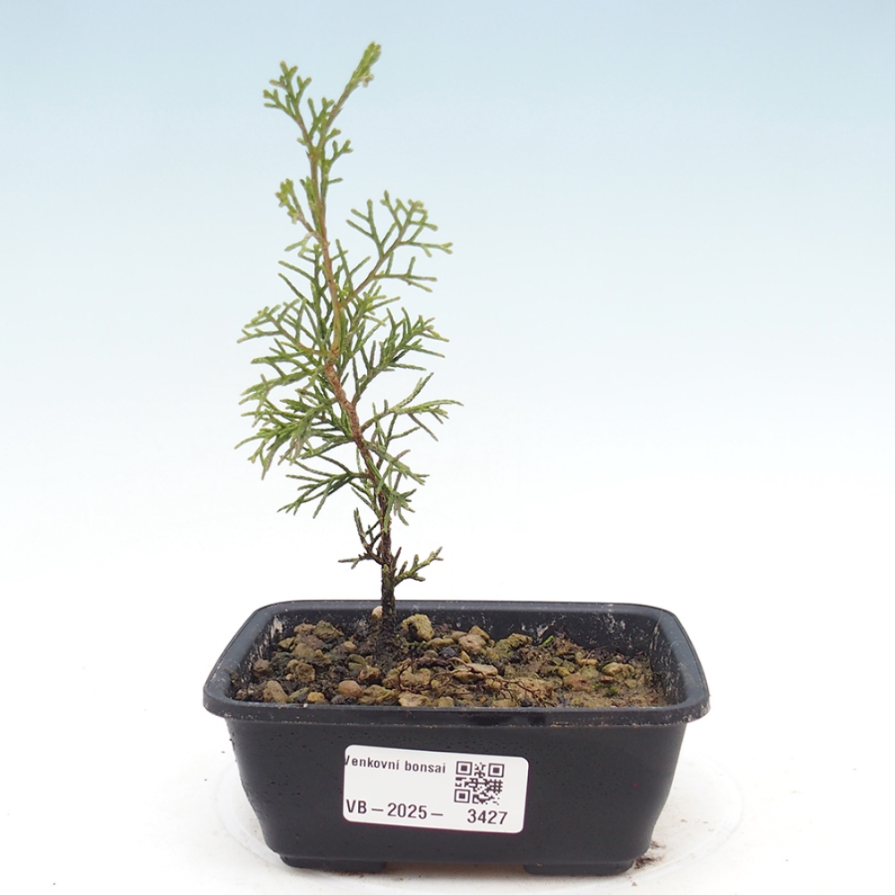 Kültéri bonsai - Juniperus chinensis Itoigawa