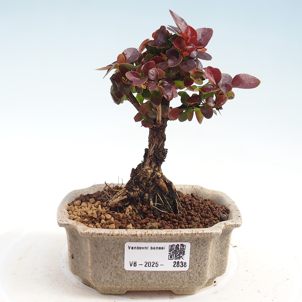 Kültéri bonsai - Berberis Thunbergii Bagatelle