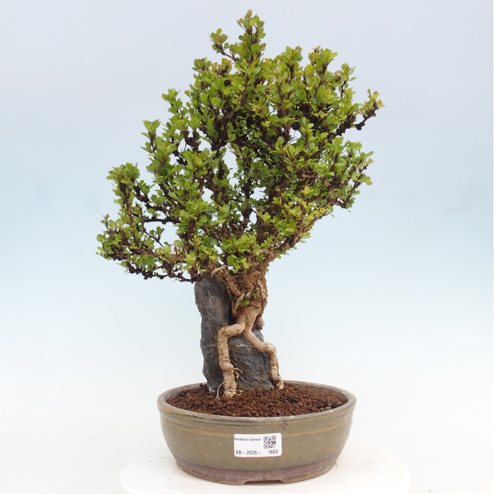 Kültéri bonsai - Berberis coreana