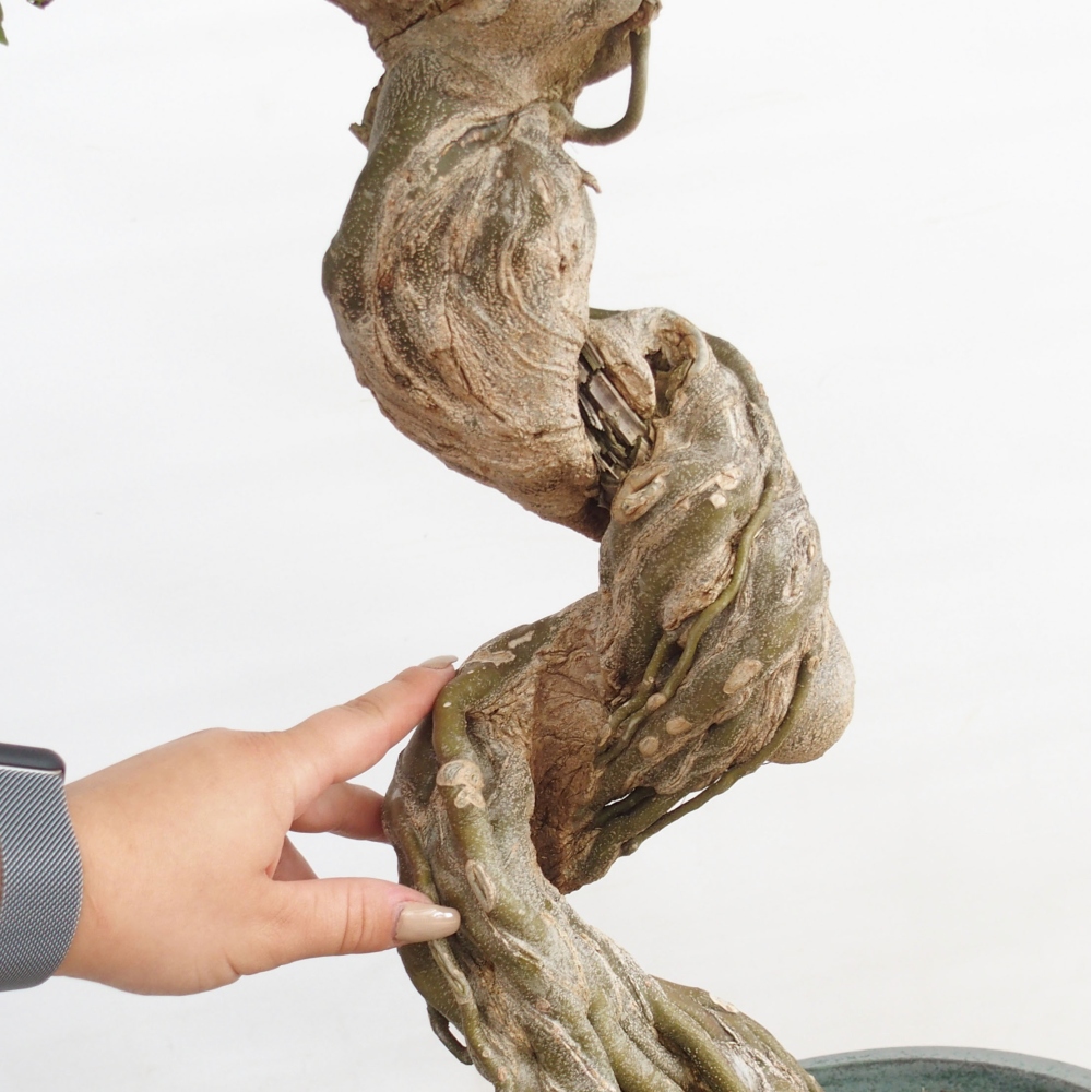 Kültéri bonsai - Acer Buergerianum - Burger juhar