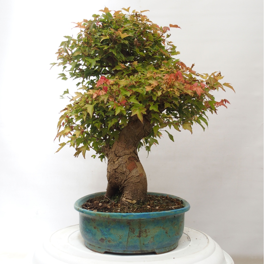 Kültéri bonsai - Acer Buergerianum - Burger juhar