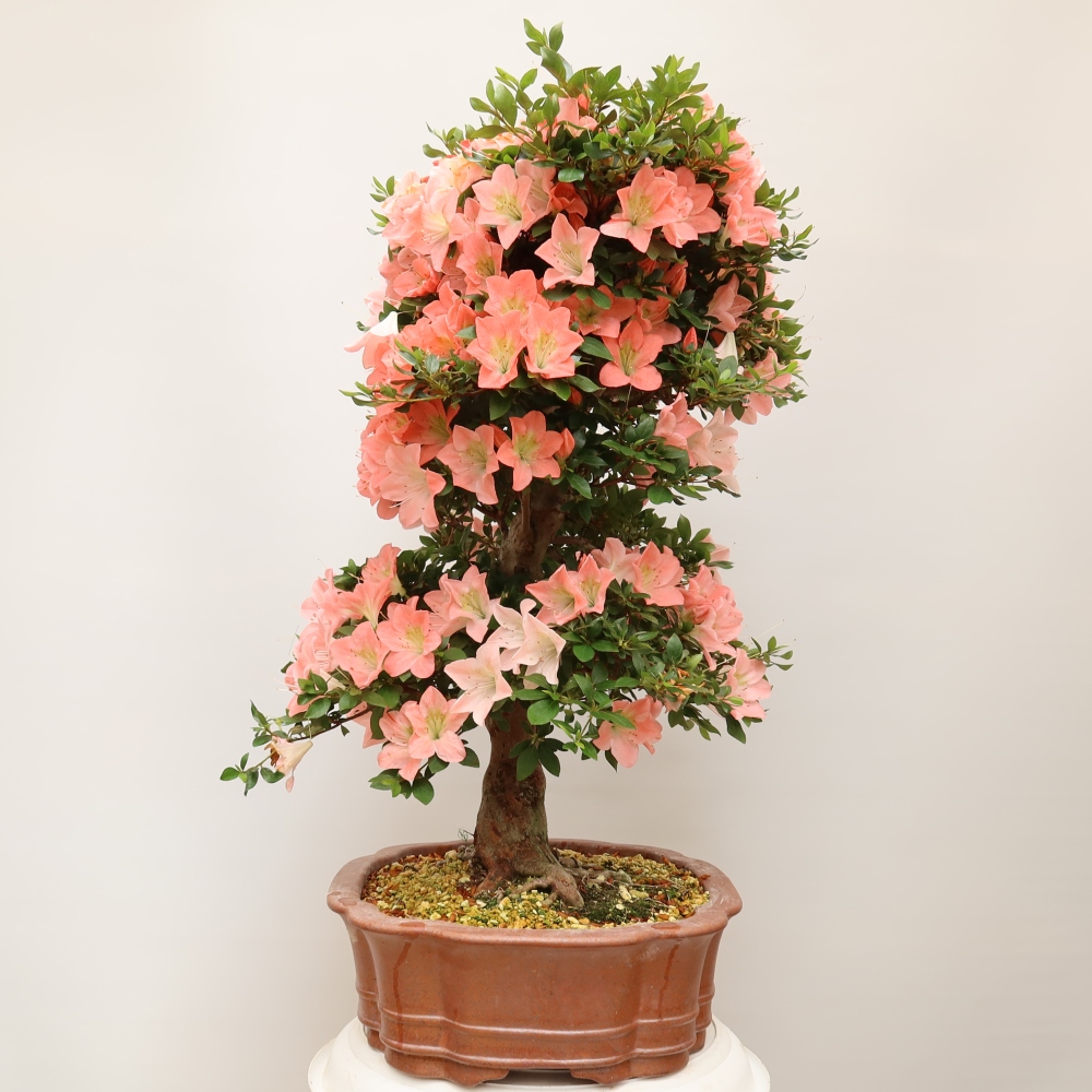Kültéri bonsai - Japán azálea - Azalea Sansai