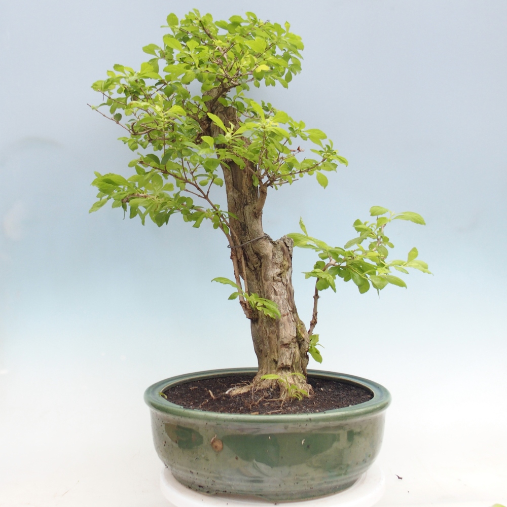 Szobai bonsai - Duranta erecta Aurea - CSAK SZEMÉLYES Begyűjtés vagy raklapos szállítás
