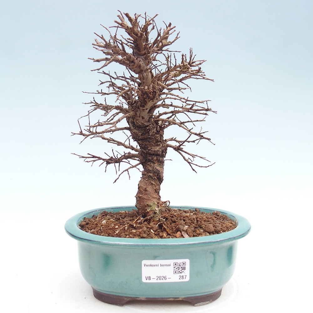 Kültéri bonsai - Zelkova - Zelkova NIRE