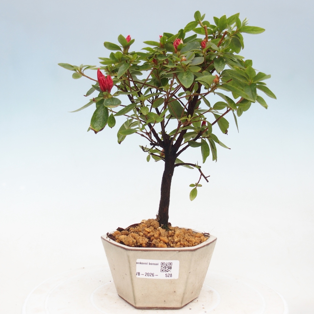 Kültéri bonsai - japán azálea - Azalea sp.