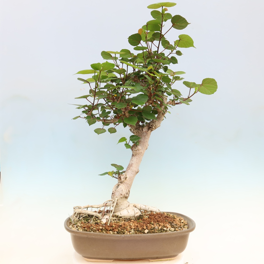 Beltéri bonsai - Hibiscus tiliaceus - tengeri hibiszkusz