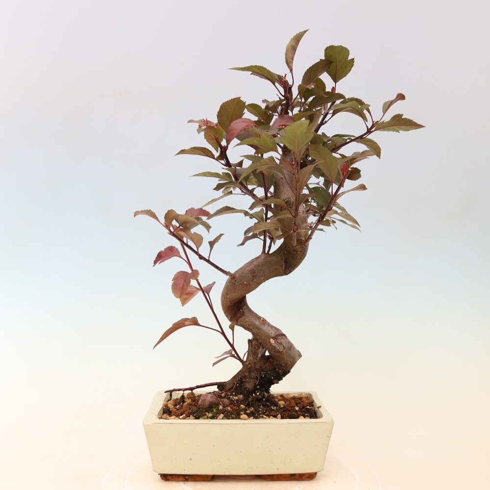 Kültéri bonsai -Malus domestica - Kis gyümölcsű piros levelű almafa