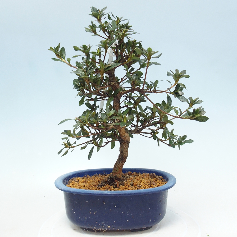 Kültéri bonsai - Japán azálea - Azalea Shinsei