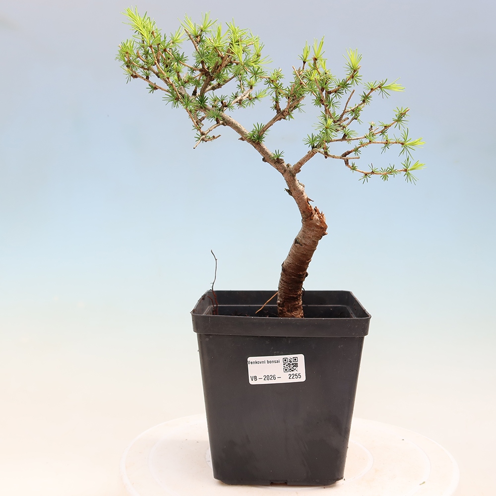 Kültéri bonsai - Larix decidua - vörösfenyő