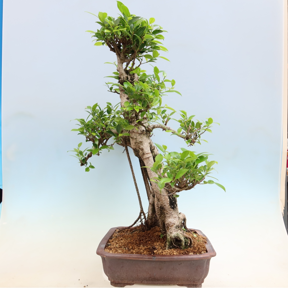 Szobai bonsai - Ficus kimmen - kislevelű fikusz