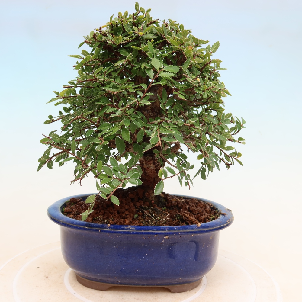 Kültéri bonsai - Zelkova - Zelkova NIRE