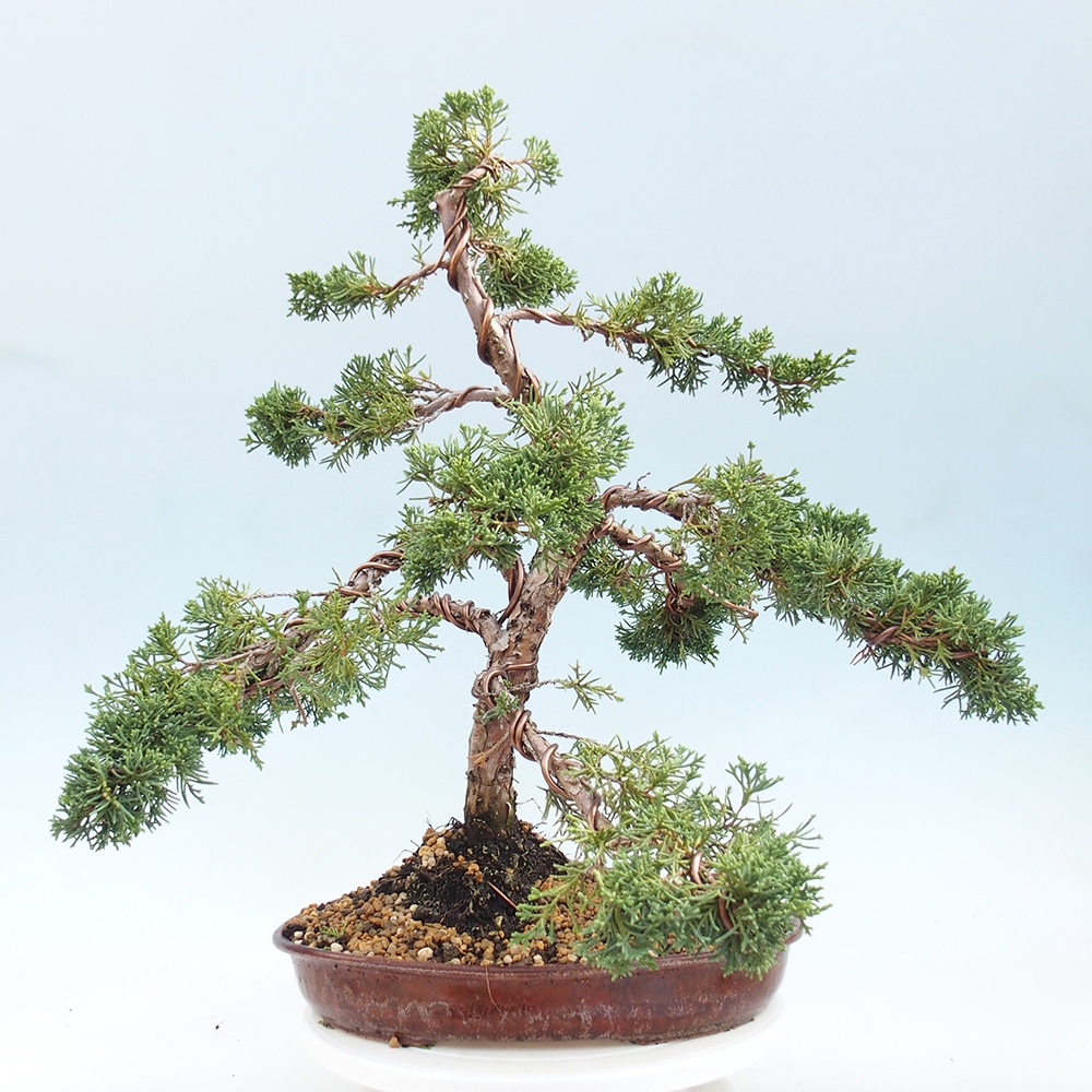 Kültéri bonsai - Juniperus chinensis Kishu