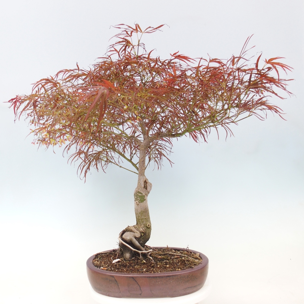 Kültéri bonsai - Acer palmatum RED PYGMY