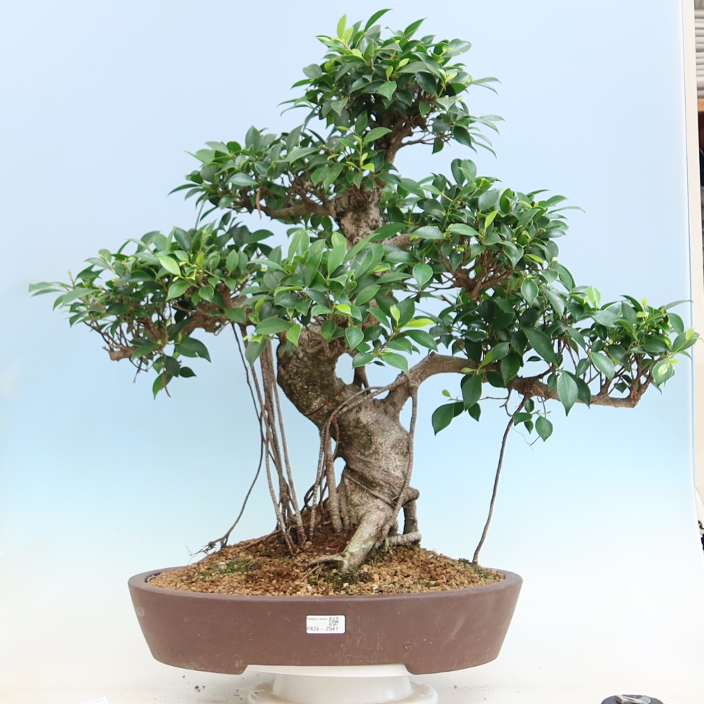 Szobai bonsai - Ficus kimmen - kislevelű fikusz
