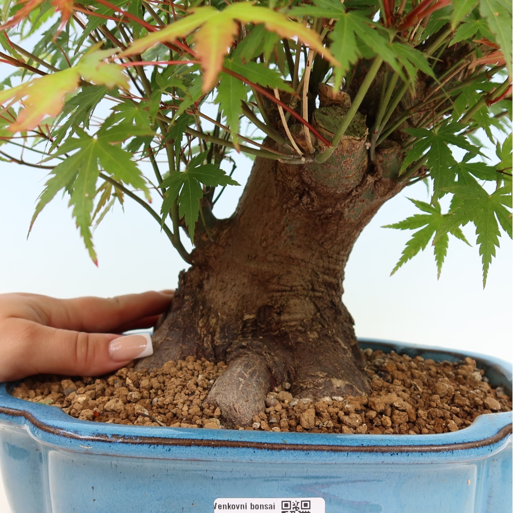 Kültéri bonsai - Juhar Burger - Acer Burgerianum