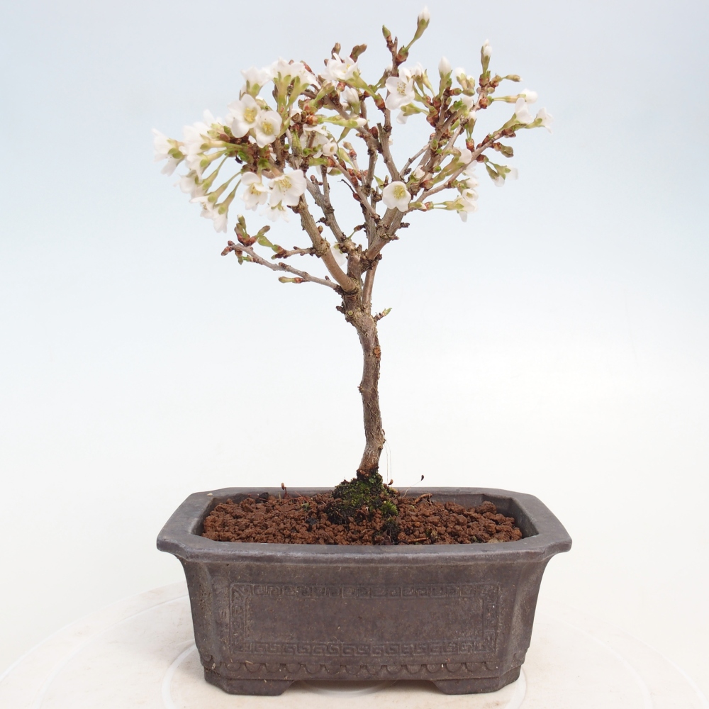 Kültéri bonsai - Prunus incisa Kojou-no mai-Plivon kivágva
